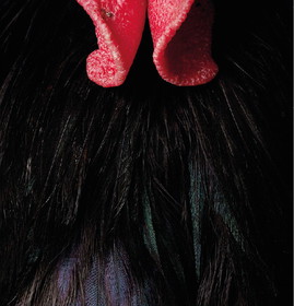 جزییات بدن حیوانات، سوژه یک عکاس